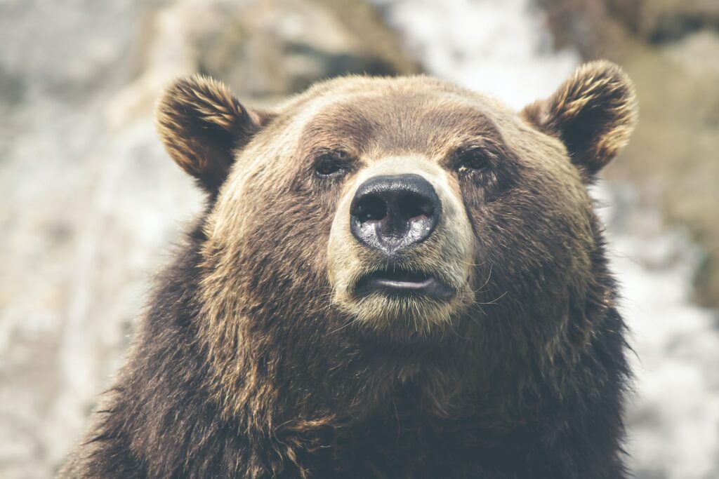 bear market, stocks volatility