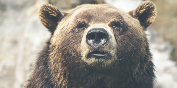 bear market
